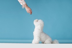 cute puppy is given a treat, love for animals, bichon frise on a blue background