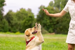 a young girl gives a treat to a labrador dog in the park. dog training concept