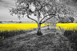 Shining yellow oilseed rape fields in a black and white landscape with blossoming apple trees