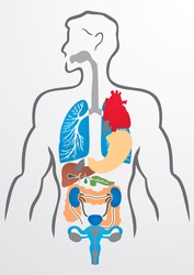 Human organs and human body - Illustration