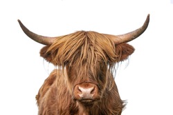 Highland cow on white background headshot