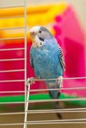 Blue budgerigar sitting on the door of cage