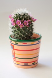 Blossoming cactus in flowerpot.