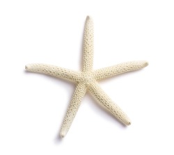 White Finger Starfish isolated on white background. Sea stars and shells.