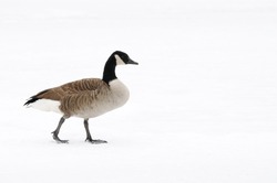 Canada Goose in the cold