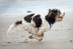 Small cute dog running on sandy beach