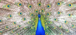 Proud blue peacock showing beautiful feathers / peacock spreading its tail / peacock portrait / beautiful multicolored peacock