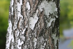 pattern of birch bark with black birch stripes on white birch bark and with wooden birch bark texture