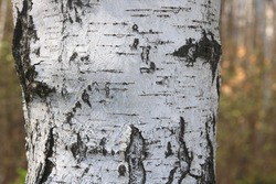 Birch bark texture with beautiful birch bark pattern for beautiful natural birch bark wallpaper or natural birch bark background