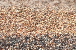 Summer background of wet shells on beach with various shells, including whole shells and broken shells at dawn in soft sunlight for travel advertisement or summer vacation to sea or to ocean