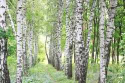 Beautiful birch trees with white birch bark in birch grove with birch leaves in summer