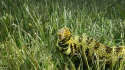 Close-up of Moray slowly swims in green seagrass. Snowflake moray or Starry moray ell (Echidna nebulosa) on Seagrass Zostera. Red sea, Egypt