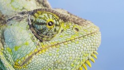 Close-up portrait of Veiled chameleon on blue sky background. Veiled chameleon, Cone-head chameleon or Yemen chameleon (Chamaeleo calyptratus)  