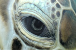Eye green sea turtle (Chelonia mydas), Red Sea, Hurghada, Egypt, Africa