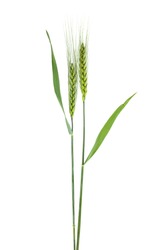 Young spikelets of barley isolated on white background. Green spikelets.