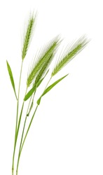 Green spikelets isolated on a white background