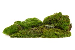 Pile of green moss isolated on a white background. Mossy hill.