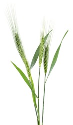 Green spikelets of barley isolated on a white background