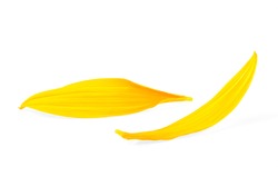 Two petals of sunflower isolated on a white background. Fresh sunflower petals.
