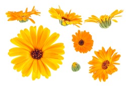Calendula. Marigold flowers isolated on a white background, Collection.