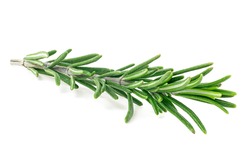 Fresh green rosemary twig isolated on a white background. Rosemary branch.