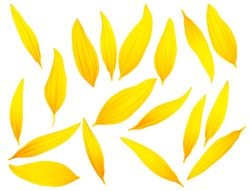 Set of different sunflower petals isolated on a white background, top view.