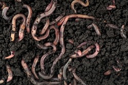 Garden compost and worms - top view of earthworms in black soil as background.