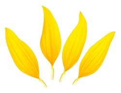 Petals of sunflower isolated on a white background. Yellow petals.