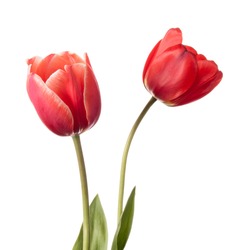 Pair of tulip flowers isolated on a white background