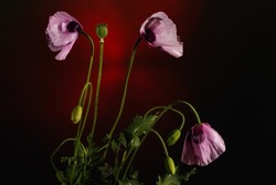 Three lilac poppy flowers on a dark background with abstract sunset or sunrise reflections