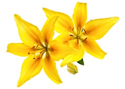 Vintage flowers pattern with yellow lilies isolated on white