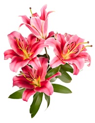 Vintage flowers pattern with pink lilies isolated on white