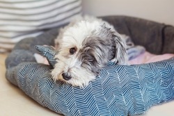 Sad white havanese dog laying in a dog  bed 