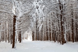 Beautiful Winter Forest with Pine Trees Covered with Snow . Vitosha Mountain ,Bulgaria 