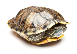 pet turtle red-eared slider or Trachemys scripta elegans hides its head under the shell