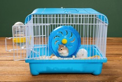 cage with two small hamsters