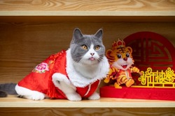 a cute cat with traditional Chinese new year dress and a tiger mascot nearby the Chinese means Happy New Year no logo no trademark