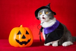 cute british shorthair cat with witch cloak as Halloween character with jack-o-lantern nearby