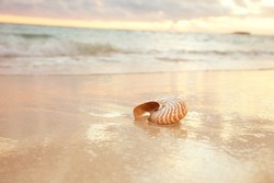 nautilus sea shell on golden sand beach with waves in  soft sun light, shallow dof