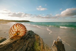 nautilus sea shell on golden sand beach with waves in  soft sunset light, shallow dof