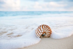 nautilus sea shell on golden sand beach with waves in  soft sunset light, shallow dof