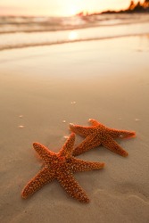 starfish shell on beach in sunrise light, seascape, live action