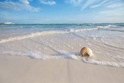 nautilus shell on a sea ocean beach sand with nice curve lens distorshion