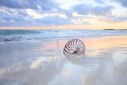 nautilus shell on sea beach , sunrise. shallow dof