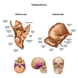 Temporal bone. With the name and description of all sites.