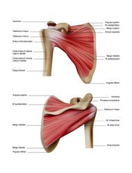 Anatomy and location of human muscles on the shoulder blades of the back. Vector 3D illustration
