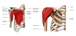 Anatomy and structure of the shoulder and pectoral muscles of the trunk on a white background. Vector 3D illustration