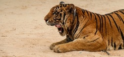A chained tiger in human captivity with its mouth open at Tiger Temple, Thailand