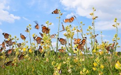 many butterfly with yellow flower against blue sky