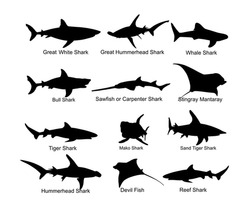 Collection of shark set vector silhouette illustration isolated. Great white, bull shark, devil ray, hammerhead, stingray, manta ray, reef shark, whale shark, saw fish. Predator fish in sea, ocean.